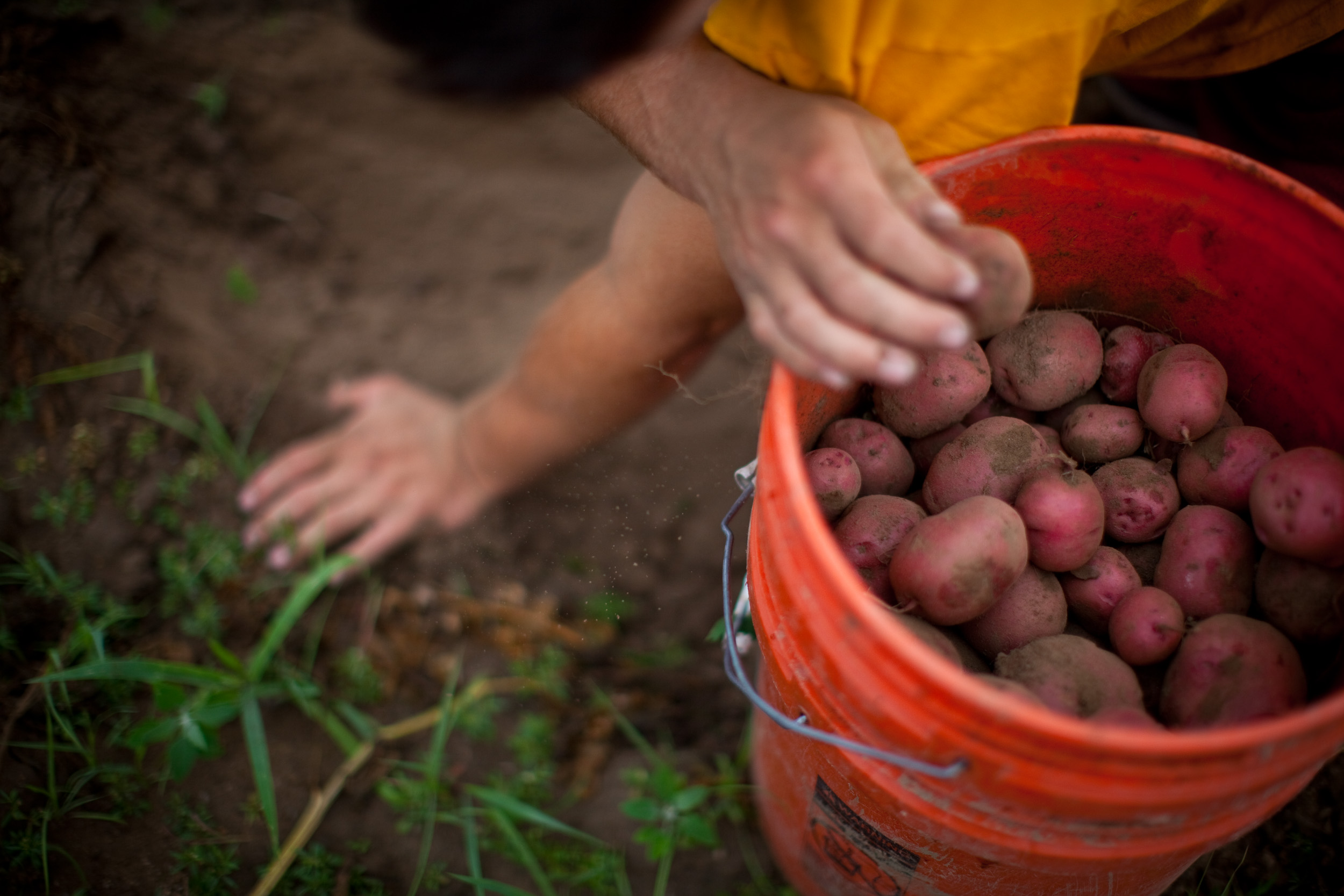 Agriculture_33.JPG